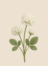 Laden Sie das Bild in den Galerie-Viewer, Kleeblüten Honig (Clover Honey) - 500g