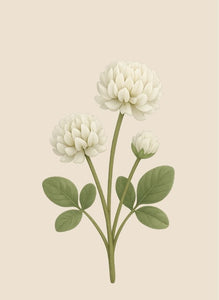 Kleeblüten Honig (Clover Honey) - 500g