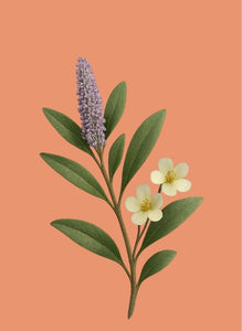 Wildblüten Honig (Wildflower Honey) - 500g