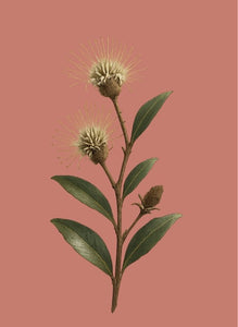 Rewarewa Honig - 500g